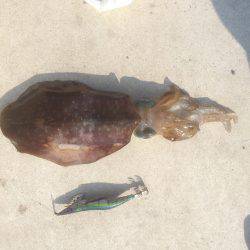 前回と同じ餌木