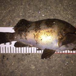 たまには大阪湾でメバリング\(^o^)/