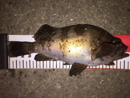 たまには大阪湾でメバリング\(^o^)/