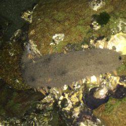 ナマコときどきメバル