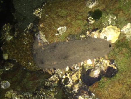 ナマコときどきメバル