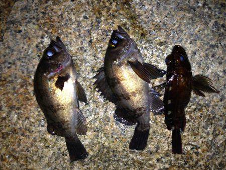 フロート&プラグ