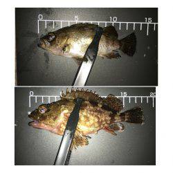 近所でメバリング！