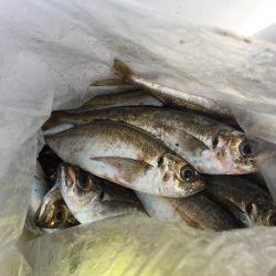 岩屋一文字 サビキ!