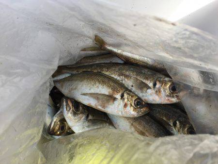 岩屋一文字 サビキ!