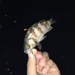 メバルの活性○ですね〜