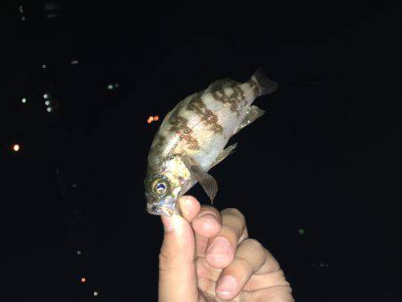 メバルの活性○ですね〜