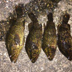 タケノコメバル 穴釣り