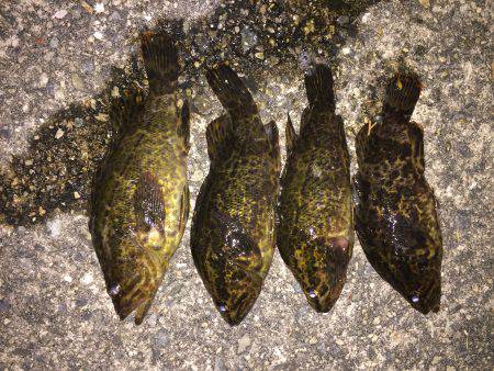 タケノコメバル 穴釣り