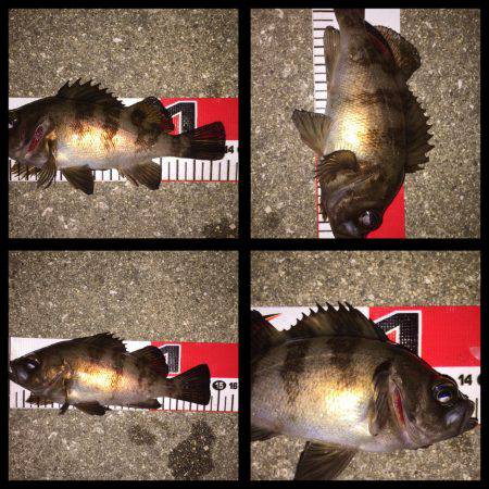 今宵はマイポイントメバリング