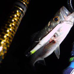 チーバス入れ食い