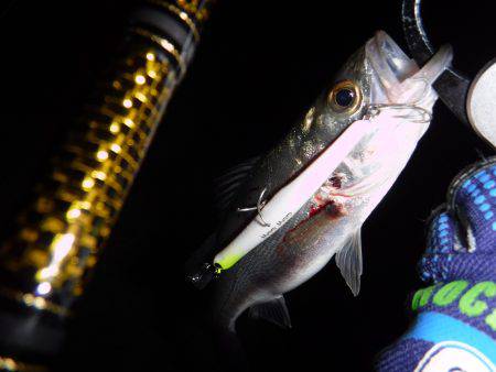 チーバス入れ食い