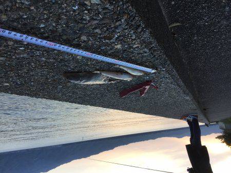 シーバスロッドで投釣