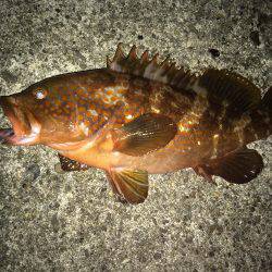 久行の釣行でアコウゲット