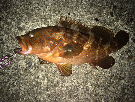 久行の釣行でアコウゲット