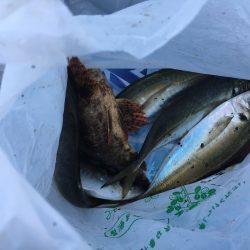 メバルの釣行アジ