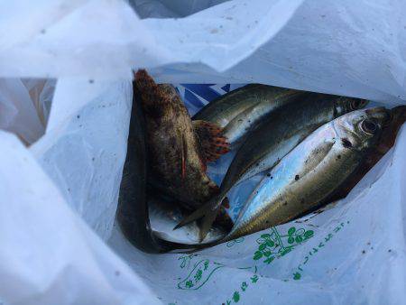 メバルの釣行アジ