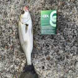 今日も北公園で