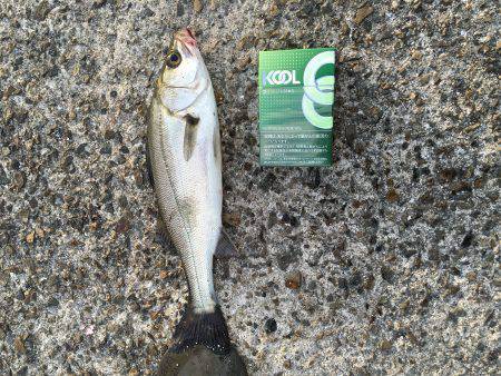 今日も北公園で