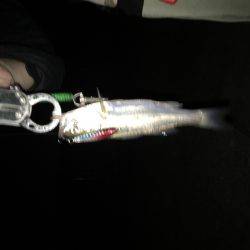 釣って貰う難しさσ^_^;