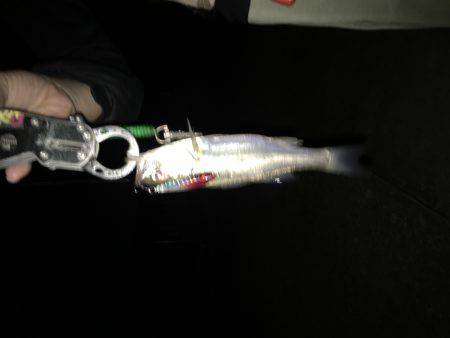 釣って貰う難しさσ^_^;