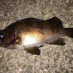 今宵もメバル調査＼(^o^)／