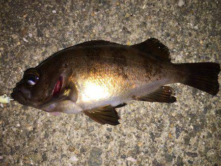 今宵もメバル調査＼(^o^)／