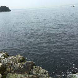 今年の初、青物