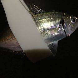 謎のビッグバイト？な、何だ…^^;