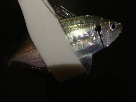 謎のビッグバイト？な、何だ…^^;