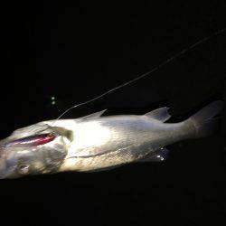 仕事終わりにチーバス