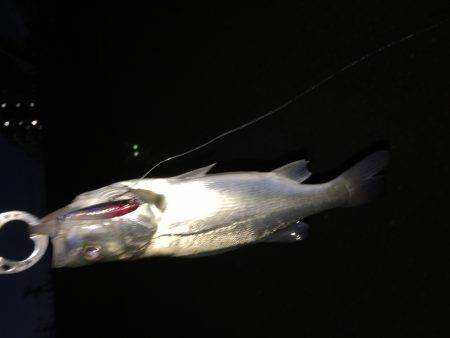 仕事終わりにチーバス