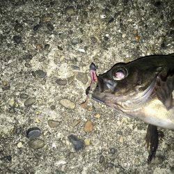 流行りの暗闇アジング