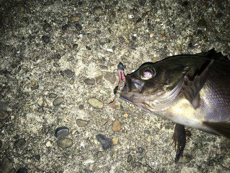 流行りの暗闇アジング