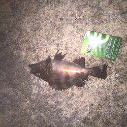 チニング やっと釣れた！