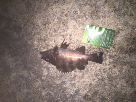 チニング やっと釣れた！