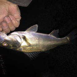 久しぶりの貝塚港