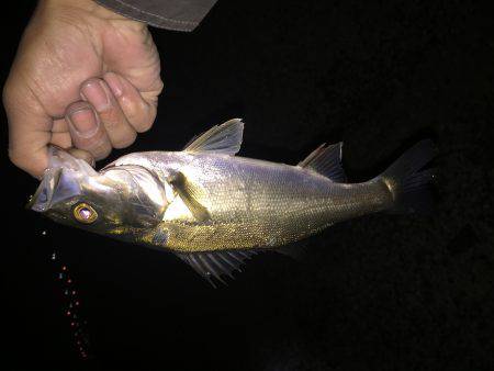 久しぶりの貝塚港