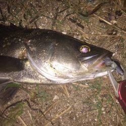 久しぶりにシーバス釣行