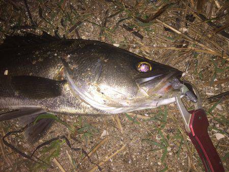 久しぶりにシーバス釣行