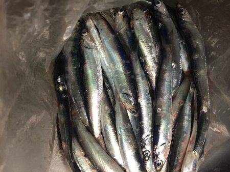 サビキリベンジ