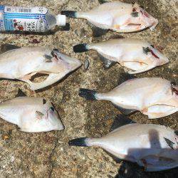 ウマヅラハギ君達