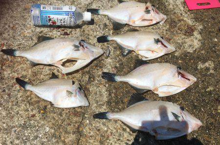 ウマヅラハギ君達