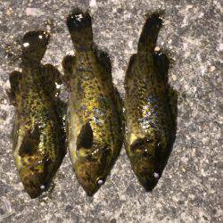 テキサスリグ縛り