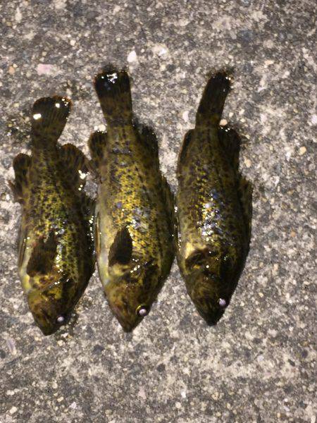 テキサスリグ縛り