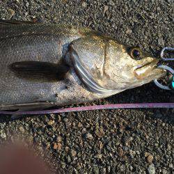 神戸湾奥にて、シーバス