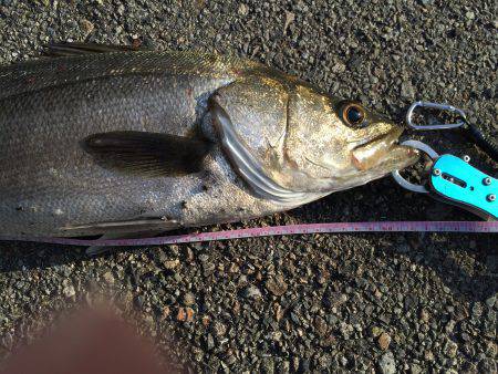 神戸湾奥にて、シーバス