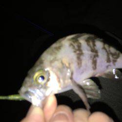 久しぶりの良型☆