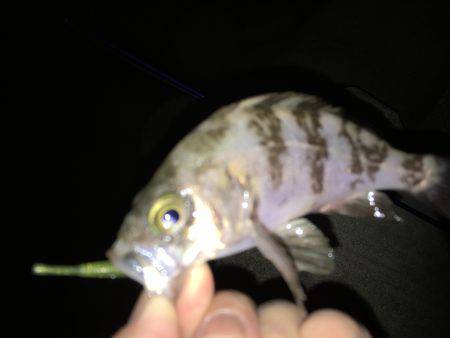 久しぶりの良型☆