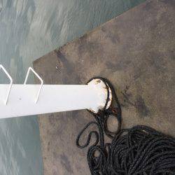 アオリイカを求めて